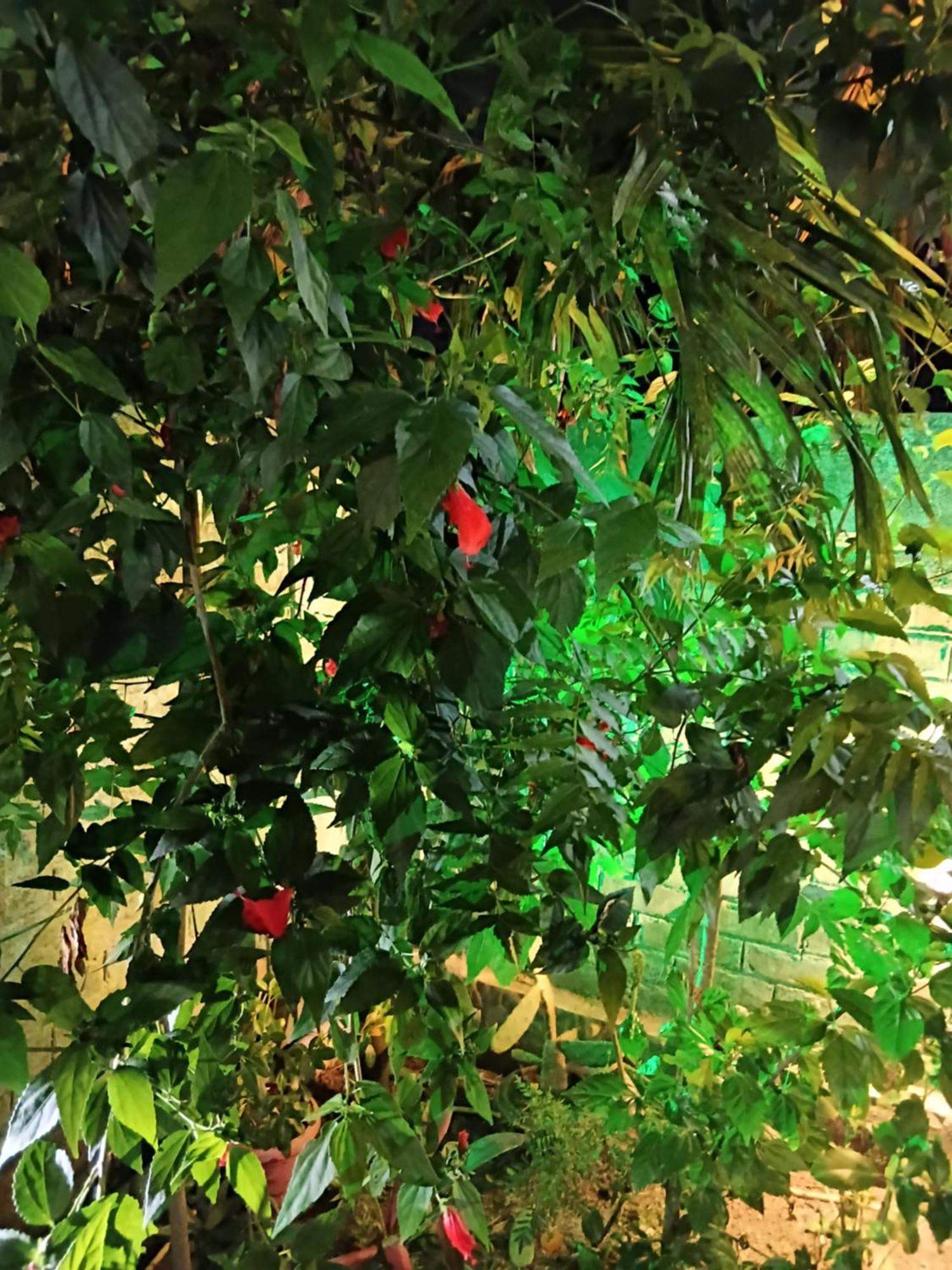 Green View Homestay Shiliguri Exterior foto